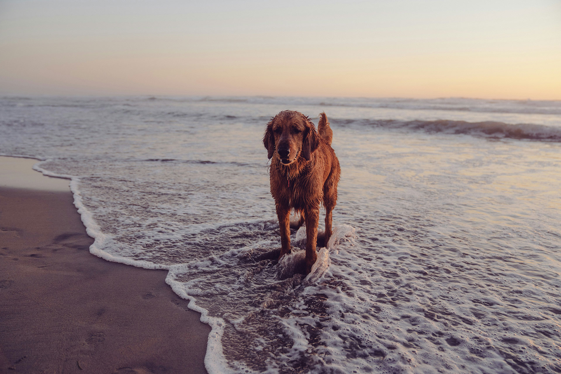 Urlaub mit Hund