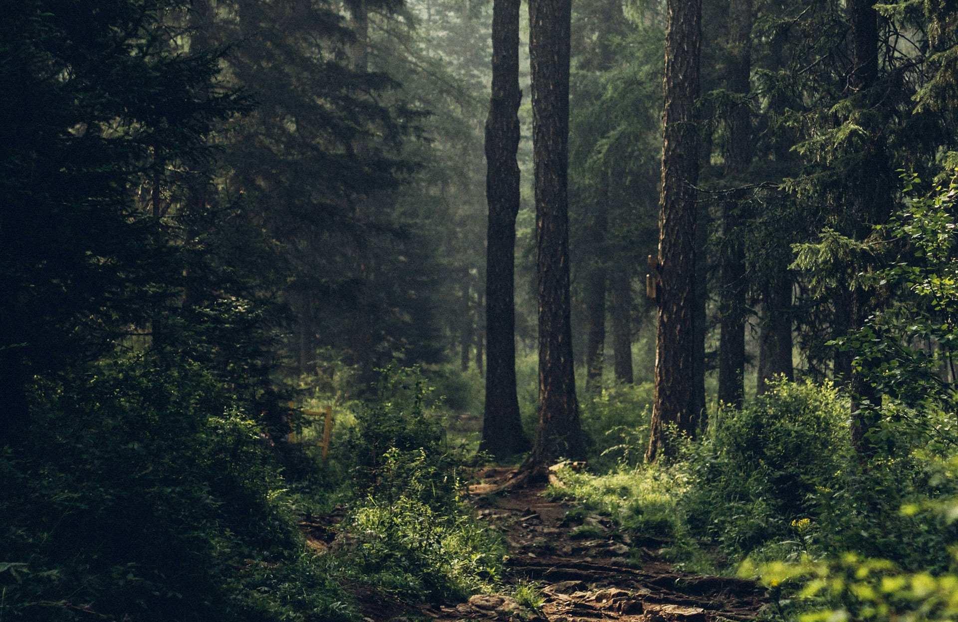 Urlaub im Codrii Forest