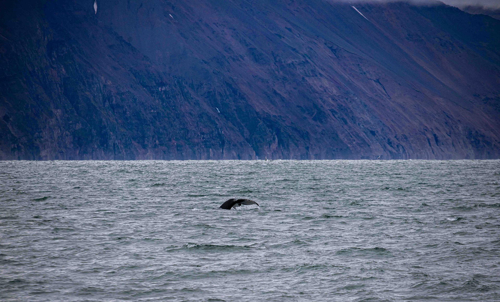 Urlaub in Húsavík