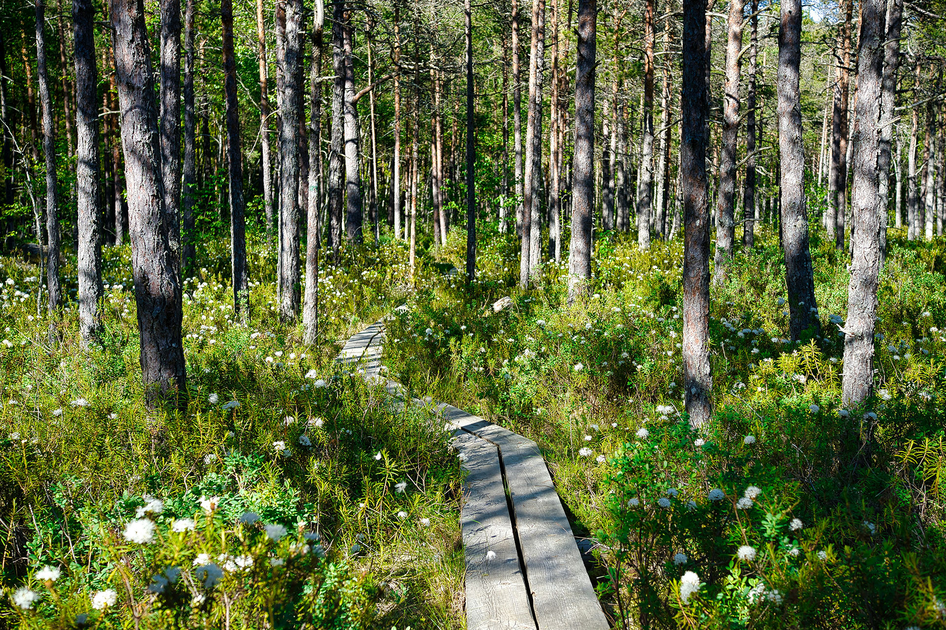 Urlaub im Lahemaa Nationalpark