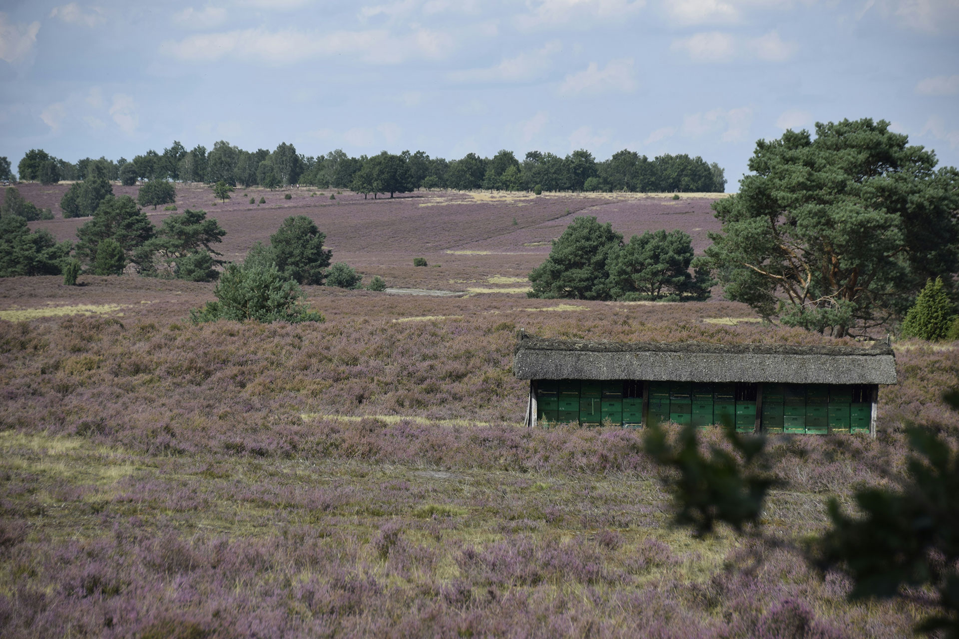 Urlaub in der Lüneburger Heide