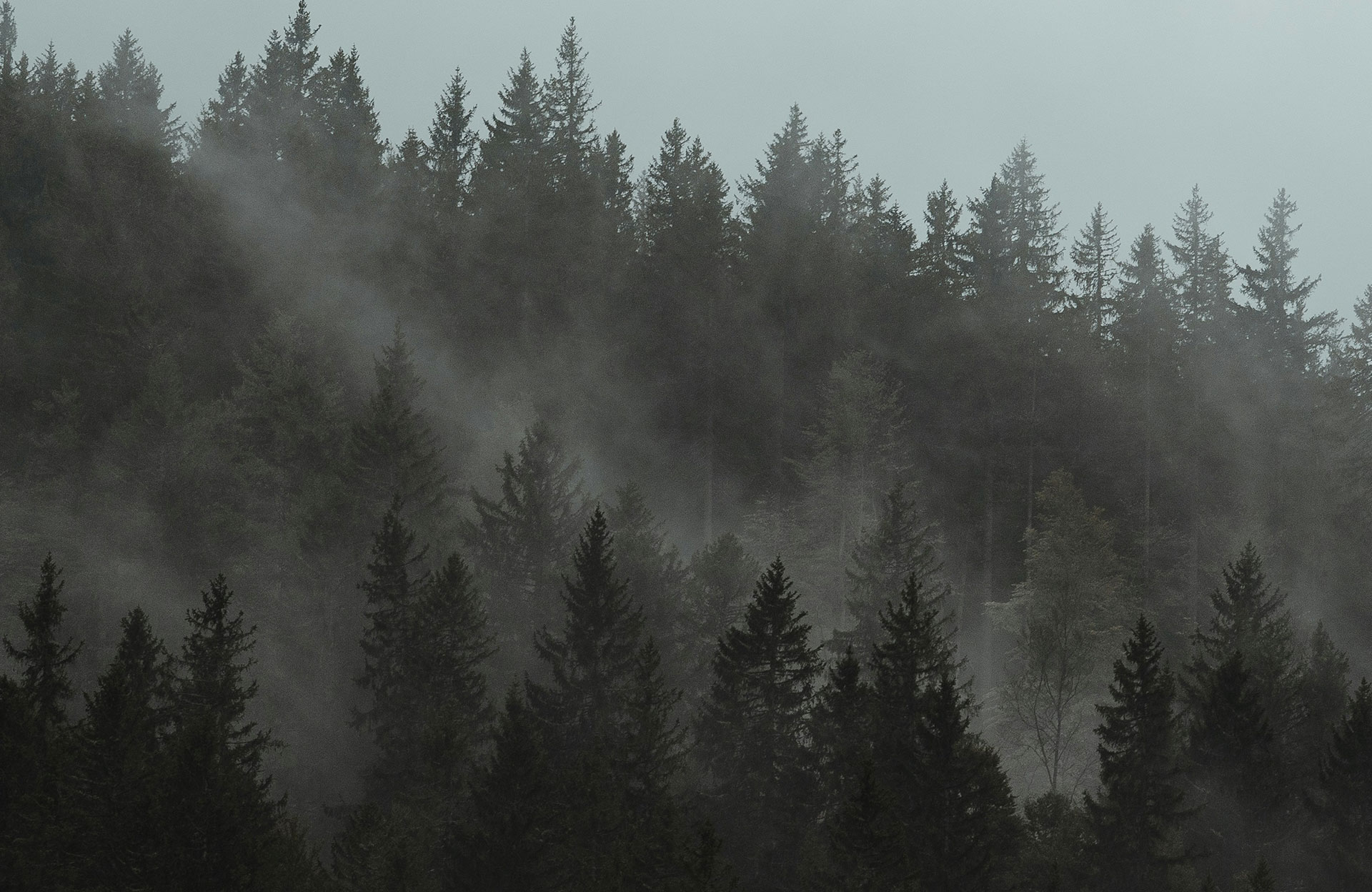 Urlaub im Schwarzwald